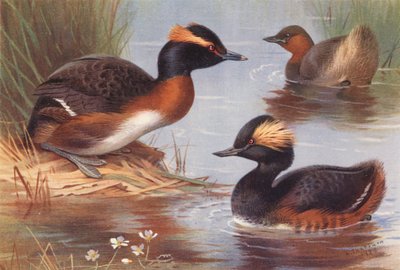 Slavonian Grebe, Little Grebe, Black-Necked Grebe by Archibald Thorburn