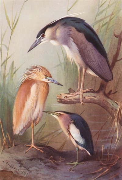 Squacco Heron, Night Heron, Little Bittern by Archibald Thorburn
