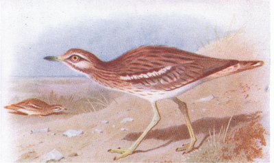 Stone Curlew, from Birds of the British Isles and Their Eggs by Archibald Thorburn