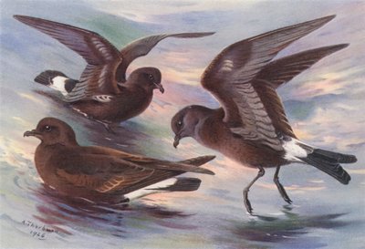 Storm-Petrel, Leach