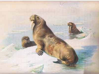 The Walrus, from Thorburn