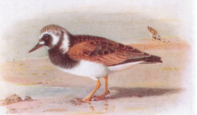Turnstone, from Birds of the British Isles and Their Eggs by Archibald Thorburn