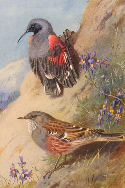 Wall-Creeper, Alpine Accentor by Archibald Thorburn