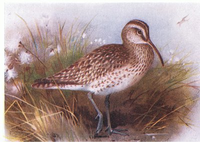Whimbrel, from Birds of the British Isles and Their Eggs by Archibald Thorburn