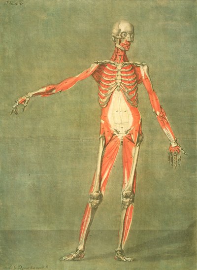 Deeper Muscular System of the Front of the Body, Plate 5 from a Complete Course of Anatomy with Text by Jadelot, Engraved by the Artist, Published 1773 by Arnauld Eloi Gautier D