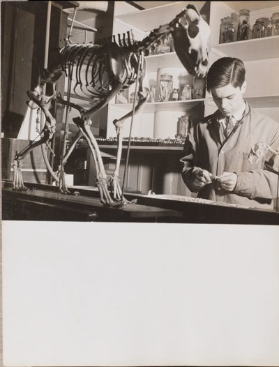 Young Man Stands Next to an Animal Skeleton by Arnold Eagle