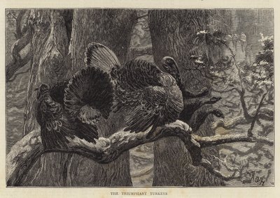 The Triumphant Turkeys by Arthur Boyd Houghton