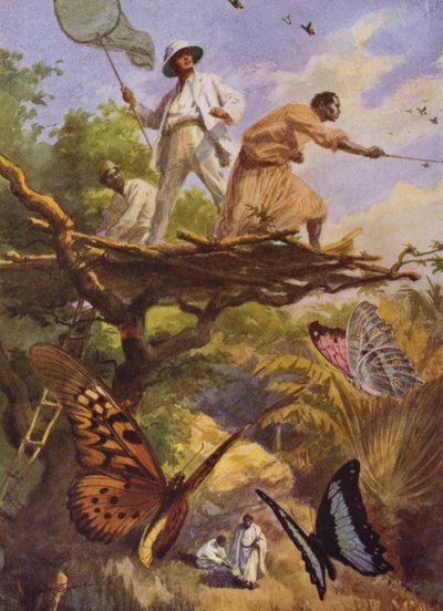 Beautiful Butterflies: Catching Urania Rhipheus in Madagascar by Arthur Twidle