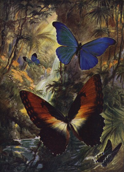 Beautiful Butterflies: The two finest morphos by Arthur Twidle