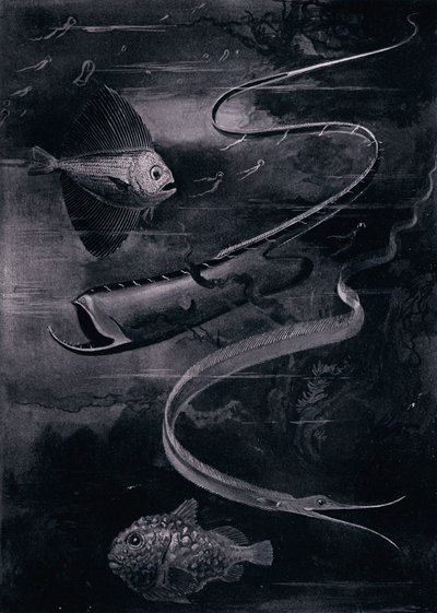 Deep-Sea Fish by Arthur Twidle