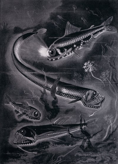 Self-Luminant Fishes by Arthur Twidle