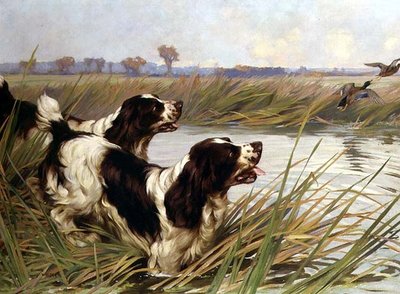 Two Springers Chasing Mallard Ducks by Arthur Wardle