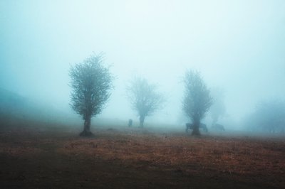 Misty Trees and Horses by Asef Azimaie
