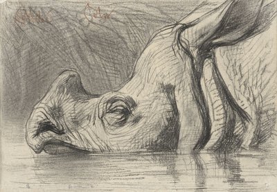 Head of a Rhinoceros, Half Submerged in the Water by August Allebe