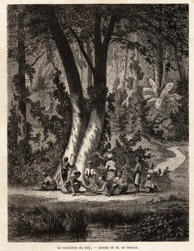 The picking of Syri, or betel by Auguste de Molins