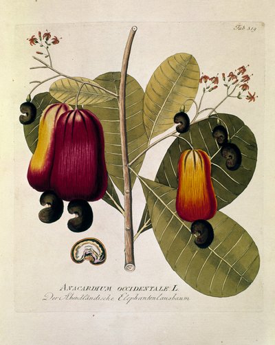 Botanical: Cashew nuts (Western Anacardium) Plate drawn from Medicinalium secundum Linnaei digestarum by Joseph Jacobi Plenck 1788-1803 Private collection by Austrian School