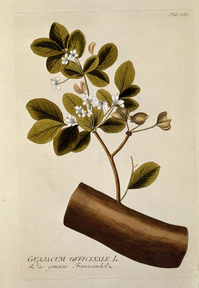 Botanical: 