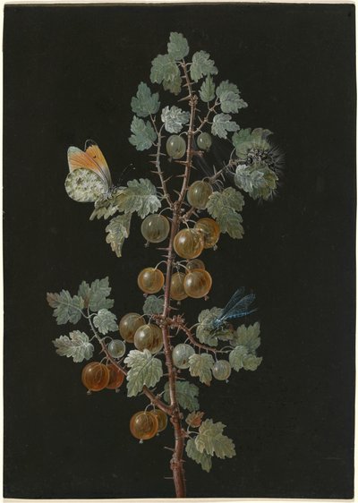A Branch of Gooseberries with a Dragonfly, an Orange-Tip Butterfly, and a Caterpillar by Barbara Dietzsch