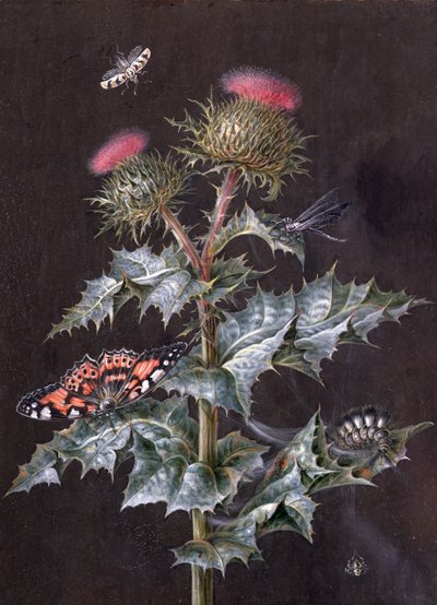 A Study of a Thistle with Insects by Barbara Regina Dietzsch