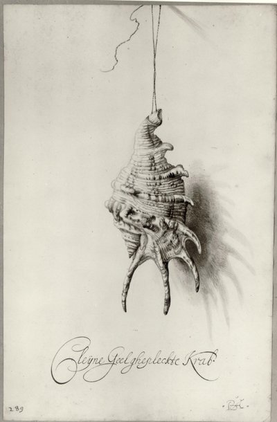 Seashell from an Album by Bartholomeus Assteyn