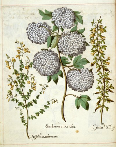 Sambucus, Trillium and Cytisus, from Hortus Eystettensis by Basilius Besler