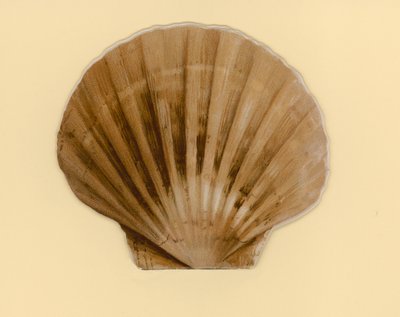 Illustration for booklet entitled Sea Shells by Benjamin D. Sigmund