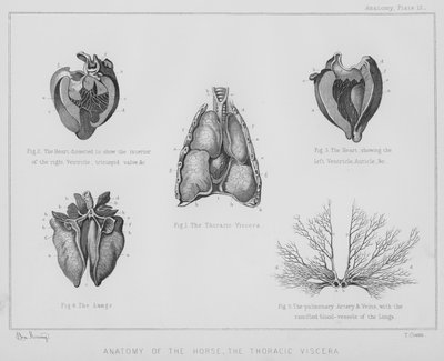 Anatomy of the horse, the thoracic viscera (litho) by Benjamin Herring