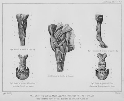 Anatomy, The Bones, Muscles, and Arteries of the Fore Leg by Benjamin Herring