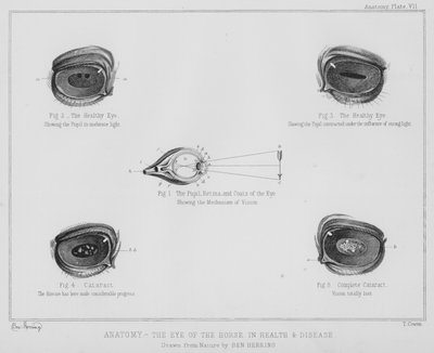 Anatomy, the Eye of the Horse, in Health and Disease by Benjamin Herring
