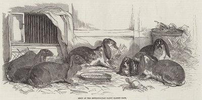 Show of the Metropolitan Fancy Rabbit Club by Benjamin Herring