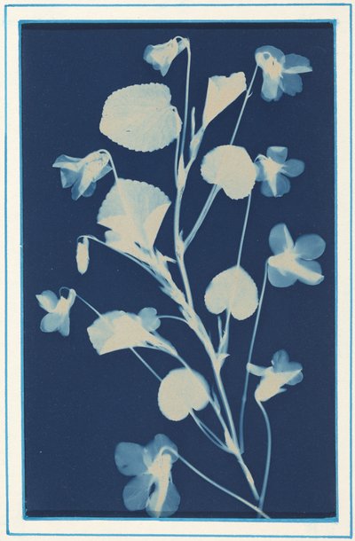 Untitled, c. 1900 by Bertha Jaques