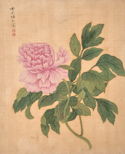 Peony from Album of Flowers by Bing Yun