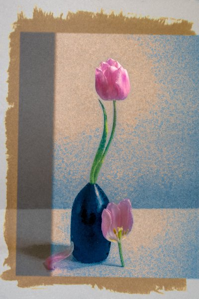 Pink Tulip Still Life by Birdie Ni