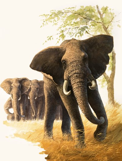 Bull Elephant Guarding Female Elephants and Young by Bob Hersey