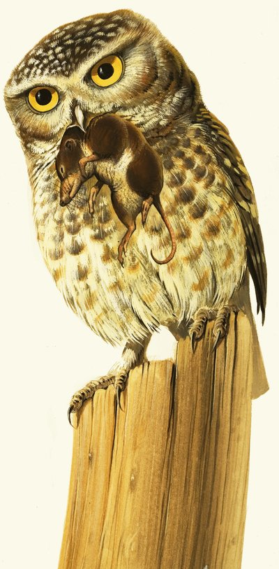 Little Owl and Common Shrew by Bob Hersey