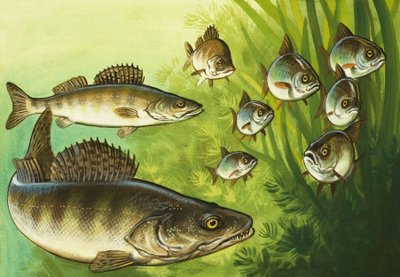 Pike by Bob Hersey