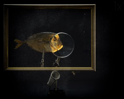 Magnified Fish Study by Brig Barkow