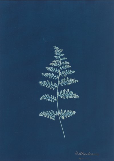 Hothocleana, c. 1850s by British Photographer