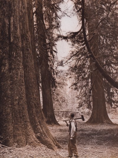 Douglas Fir trees, British Columbia, Canada by Canadian Photographer