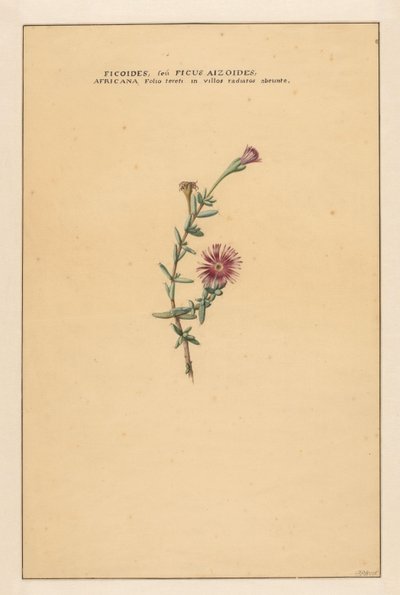 Ficus by Carel Borchaert Voet