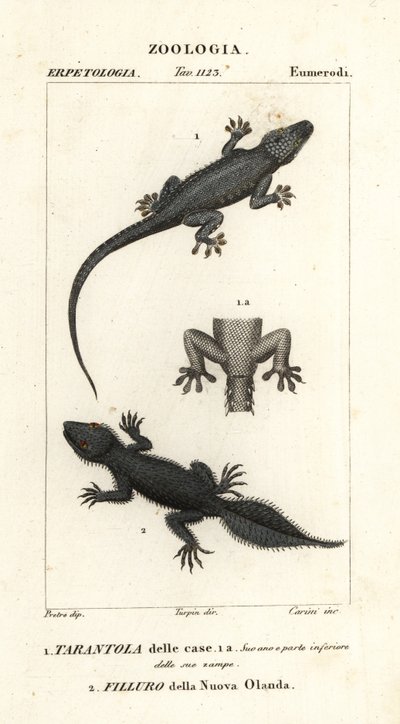 House Gecko, Hemidactylus frenatus 1, and Broad-tailed Gecko, Phyllurus platurus 2 by Carini Carini