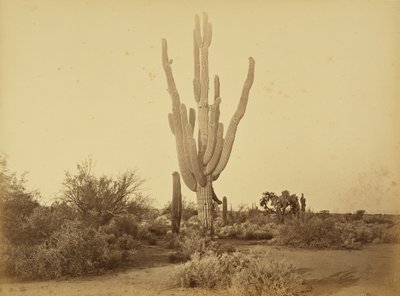 [Cereus Gigantus, S.P.R.R., Arizona] by Carleton Watkins