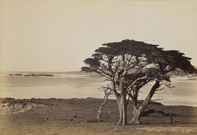 Coast View Near Monterey by Carleton Watkins
