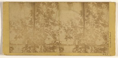 [Grape Vines] by Carleton Watkins