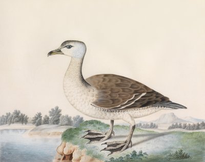 Java Duck by Caroline Conyers