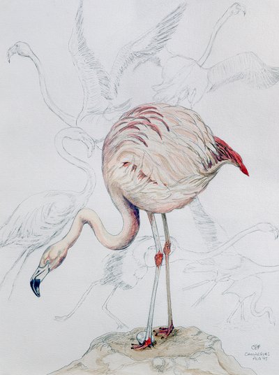 Flamingo by Carolyn Hubbard Ford