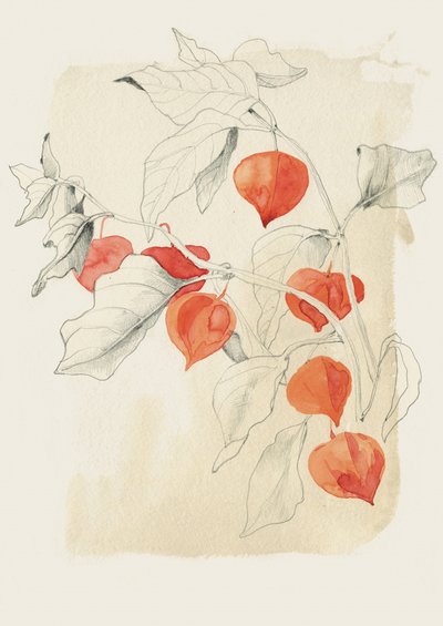 Chinese Lantern Sketch by Catalina Somolinos