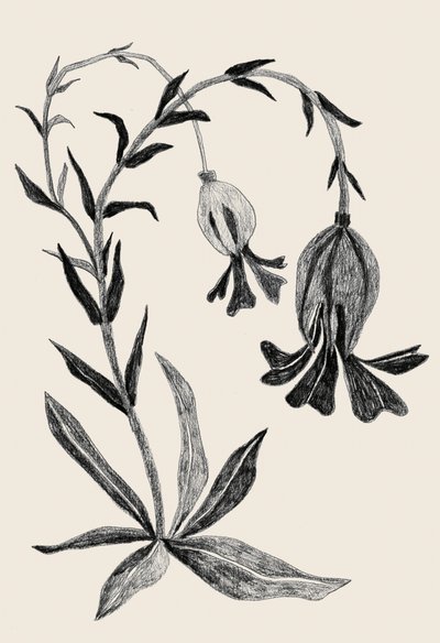 Elegant Botanical Bloom by Catalina Somolinos