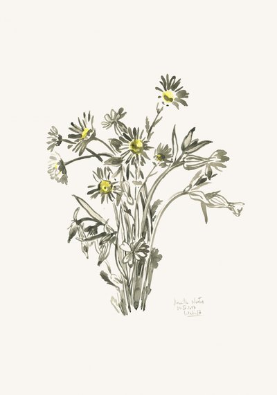 Fresh Daisy Sketch by Catalina Somolinos