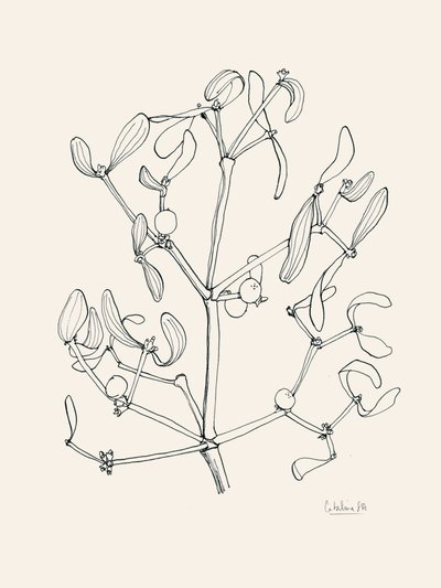 Holiday Mistletoe Line Art by Catalina Somolinos